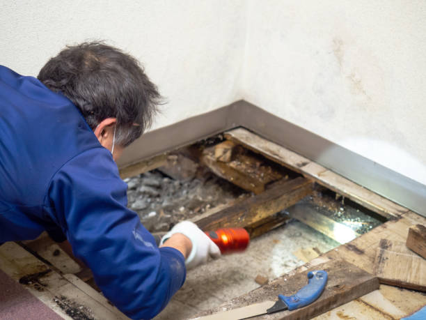 Best Mold Damage Repair  in Marist College, NY
