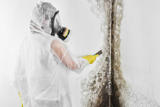 Best Attic Mold Removal  in Marist College, NY