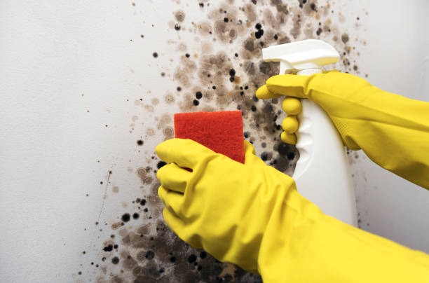 Best Mold Removal Company Near Me  in Marist College, NY