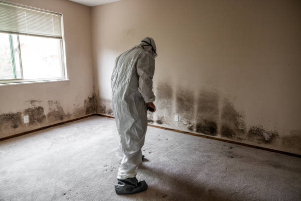 Best Mold Removal Specialists  in Marist College, NY