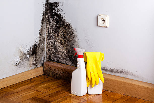 Best Professional Mold Removal  in Marist College, NY