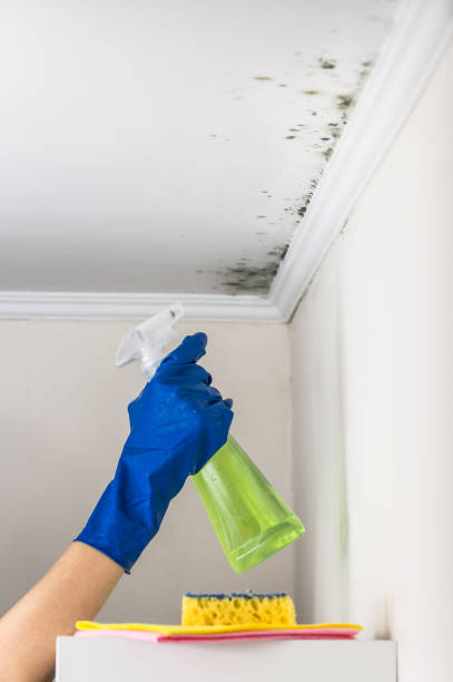 Best Office Mold Removal Services  in Marist College, NY